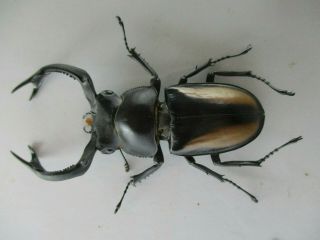 77926 Lucanidae: Rhaetulus crenatus.  Vietnam North.  65mm 3