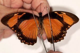 Papilionidae Papilio Dardanus Tibullus Female 1 Rare From Usambara Mts Tanzania
