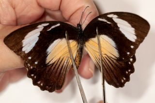 Papilionidae Papilio Dardanus Female Rare Colour Form From Mt.  Kala Cameroon