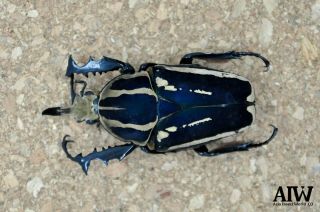 Lucanidae:Mecynorhina torquata ugandensis (BLUE color) 71mm from Uganda (breed) 3