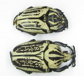 Goliathus Orientalis Preissi Pair A1/a - With Male 64mm Female 54mm (cetoniinae)