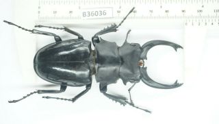 B36036 – Odontolabis Siva Species? Beetles,  Insects Yen Bai Vietnam 91mm??? A1