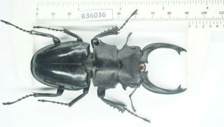 B36036 – Odontolabis siva species? Beetles,  insects YEN BAI vietnam 91MM??? A1 2