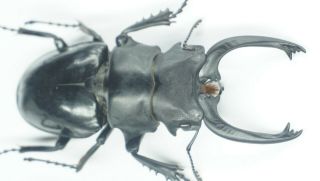 B36036 – Odontolabis siva species? Beetles,  insects YEN BAI vietnam 91MM??? A1 3