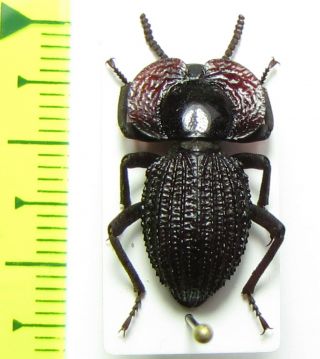 Tenebrionidae,  Diastoleus Girardi,  Chile
