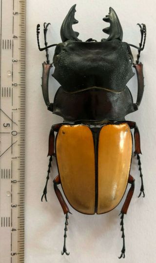 Lucanidae,  Odontolabis Femoralis Femoralis,  W.  - Malaysia,  Giant,  82,  Mm,  A1