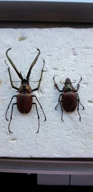 Beetles Chiasognathus Granti Pair Male 7,  5cm Papered