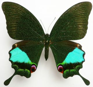 Papilio Karna Carnatus Female From Sabah,  North Borneo,  Rare,