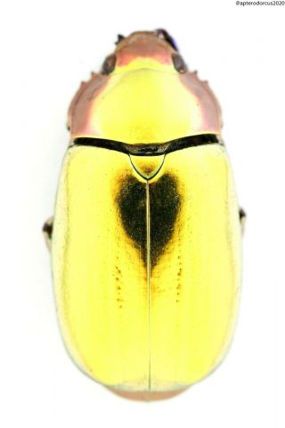 Chrysina Aurigans Gold,  Central America,  Full Data,  Perfect Colour And Body.