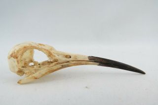 African Hoopoe (upupa Africana) Small Bird Skull Taxidermy Real Ah23003