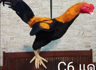 Cock Doll Chickens For Trainning Rooster Realistic Thai Toy Kids Red Hanging