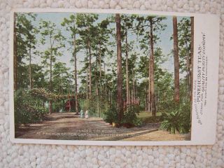 Summerville Sc - Pinehurst Tea Gardens - Roses - Trees - South Carolina - Advertising