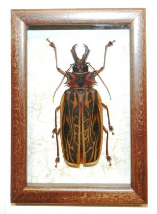 Macrodontia Cervicornis In A Frame Made Of Expensive Wood