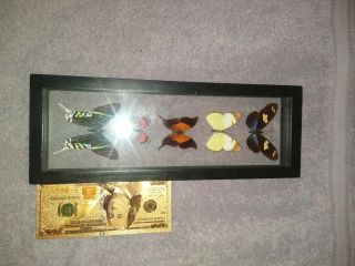 5 Butterfly Taxidermy Shadow Box Display Framed 6 " X 2.  5 " Rare Butterflies