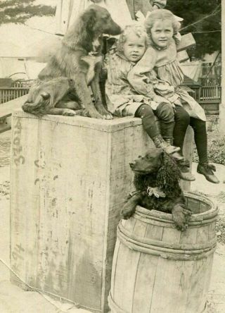Rppc Two Dogs In Barrel W Four Darling Children Antique Real Photo Postcard