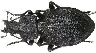 38.  Carabidae – Carabus (procerus) Gigas Gigas.  Female