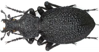 37.  Carabidae – Carabus (procerus) Gigas Ssp.  Parnassicus.  Male