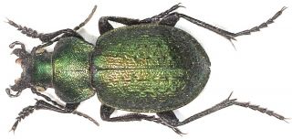 25.  Carabidae - Calosoma (callisthenes) Relictum.  Male