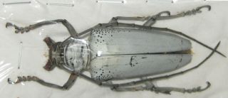 Cerambycidae Rosenbergia Vetusta A1 50mm (west Papua)