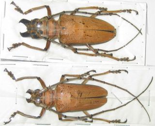 Cerambycidae Rosenbergia Mandibularis Pair A1 Male 48mm Female 58mm (west Papua)