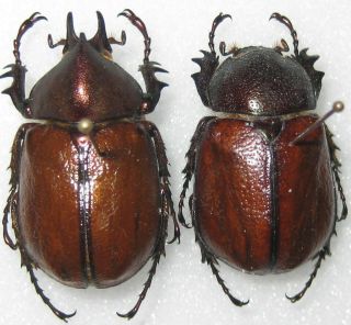 Dynastidae Agacephala Urus Pair A1 (brazil)