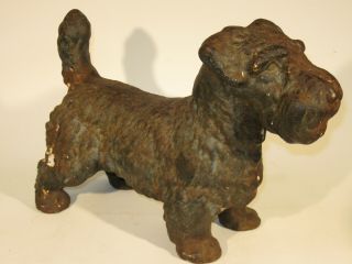 Antique Cast Iron Terrier Largest I Have Seen Rare Welch Sealyham Terrier