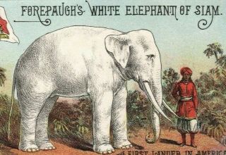 1880s Orig Forepaugh Circus Trade Card - White Elephant Of Siam
