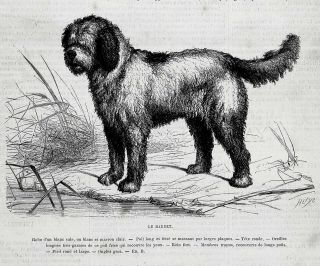 Dog Barbet French Water Dog,  Breed Description,  1870s Antique Print & Article