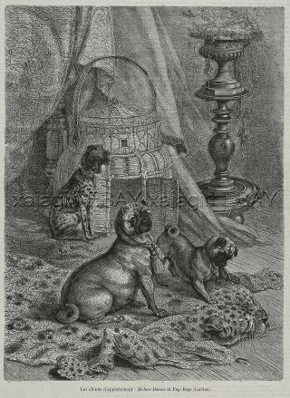 Dog Pug & Chinese Crested Attack Leopard Rug,  1870s Antique Print