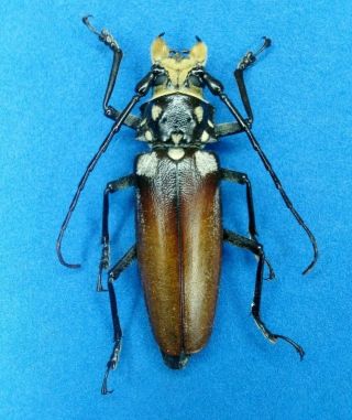 Cerambycidae Prioninae Callipogon Sp.  62mm Female From - Mexico