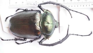 B36482 - Dynastidae: Cheirotonus Jansoni Ps.  Beetles Cao Bang Vietnam 75mm