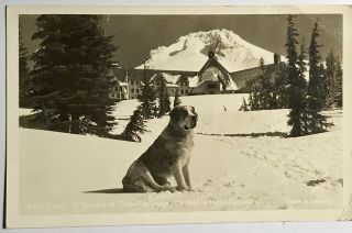 Timberlake Lodge Mt Hood Rppc St Bernard Lady Dog In Snow Pine Trees Real Photo