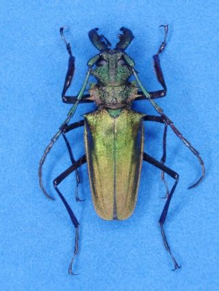 Coleoptera Cerambycidae Psalidognathus Superbus 52mm Male From - Peru