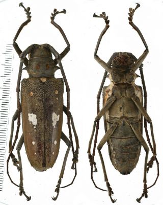 Batocera Thomsonii - Cerambycidae 51mm From Siberut Island,  Mentawai,  Indonesia