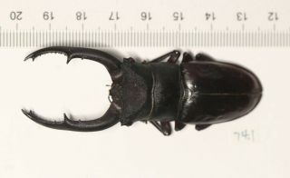 Lucanidae Hexarthrius Sp.  West Yunnan 74.  1mm