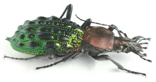 Carabidae Carabus (coptolabrus) Pustulifer Inusitatus China,  Guizhou