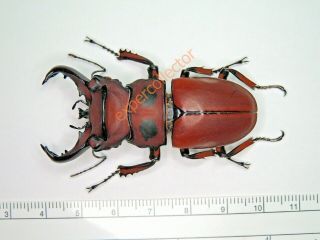 Lucanidae - Homoderus Gladiator Record Size 58.  8mm From Dr Congo Kpy642