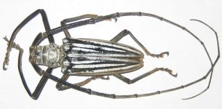 Cerambycidae Batocera Lamondi Male A1 70mm (solomon Islands)