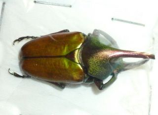 Theodosia Magnifica From Sabah,  North Borneo (31 Mm)