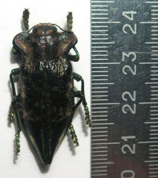 Buprestidae.  Polybothris Goryi.  Male.  Rare.  Only One.  Madagascar.  Gps Date