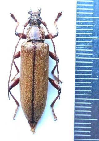 Cerambycidae Sp.  Interesting Specimen.  Only One Rare.  Fiji,  Viti Levu.