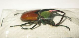 Theodosia Antoinei Male 35mm (cetoniinae)
