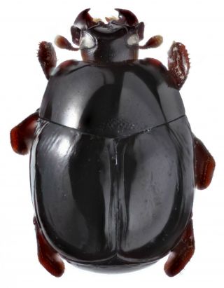 Coleoptera Histeridae Hetaeriinae Undescribed Genus Peru Rare
