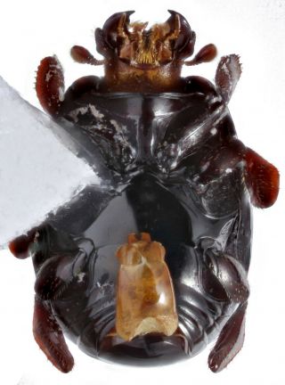 Coleoptera Histeridae Hetaeriinae undescribed genus Peru rare 2