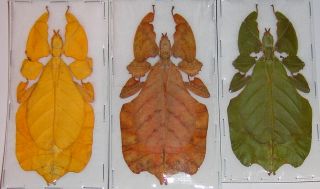 Phyllium Pulchriphyllium Bioculatum Leaf Insects 3 Color Forms Adult Specimens