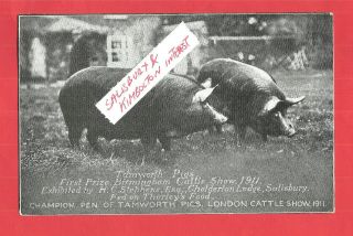 Tamworth Pigs Thorleys Food Advert London Cattle Show 1911 Kimbolton Salisbury
