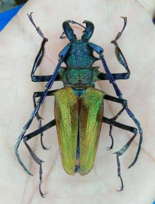 Coleoptera Psalidognathus Superbus Male 46mm From Peru