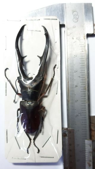 Xrare Lucanidae: Cyclommatus Metallifer Ohtani Black Form,  Morotai,  Indonesia.