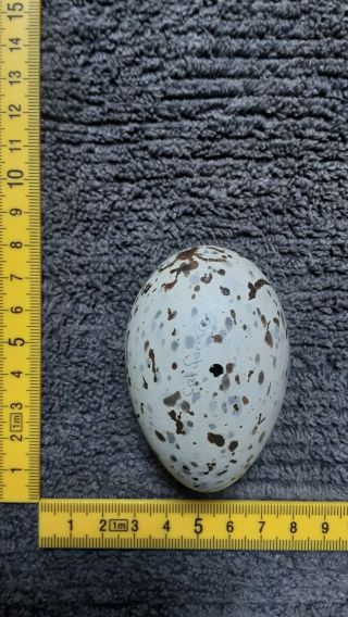 Taxidermy Blown Egg Of " California Gull "