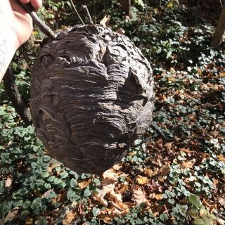 Huge Black Hornet Nest Display Taxidermy Round REAL Paper Wasp Bees Bald Face 2